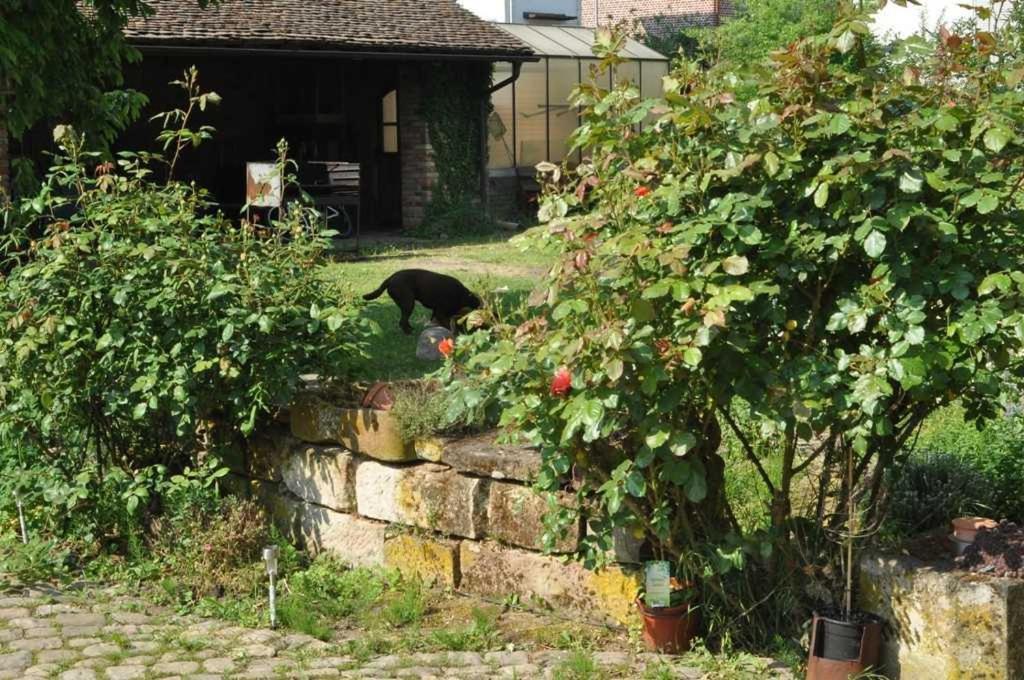 Gaestezimmer - Fuhrhalterei Maul Breuberg Zewnętrze zdjęcie